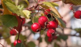 空心山楂爆料视频大全,视频大全带你探秘山楂世界